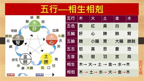 運動五行屬性|生活型態與五行生剋